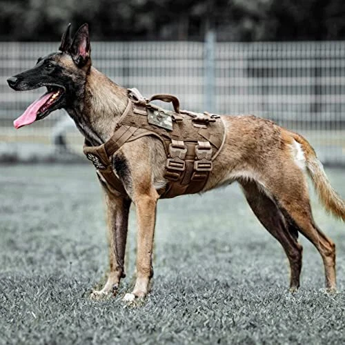 Great dane tactical harness 2025