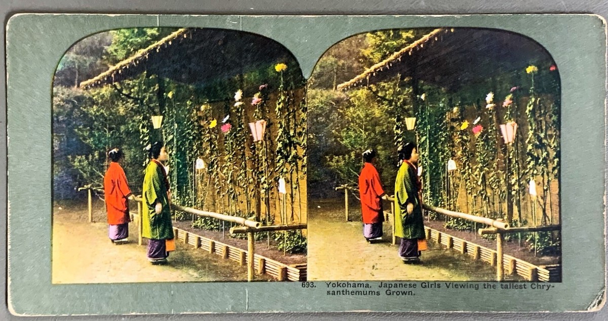 Z388 STEREOVIEW CARD, CHRYSANTHEMUMS, YOKOHAMA, JAPAN No. 693 | eBay