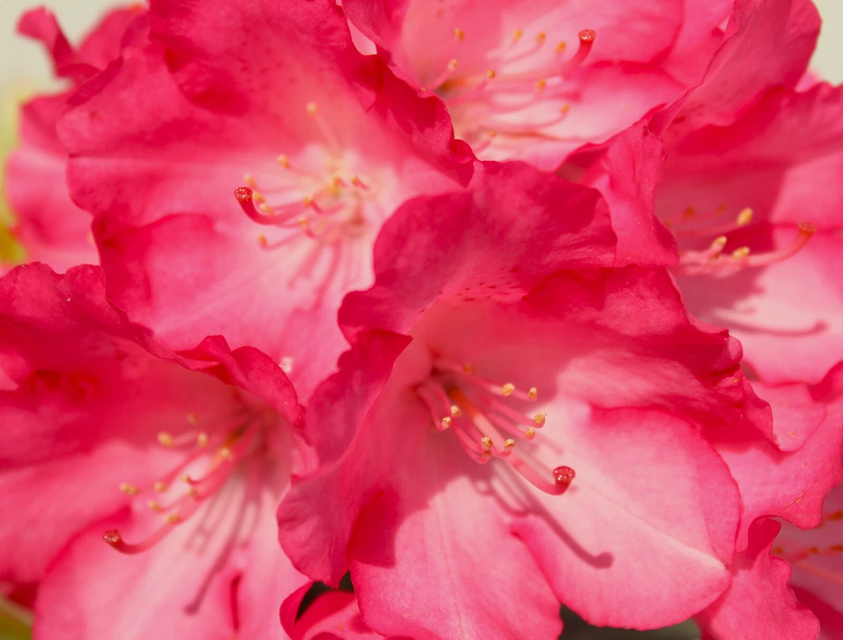 Rhododendron Stamm online kaufen | eBay.de