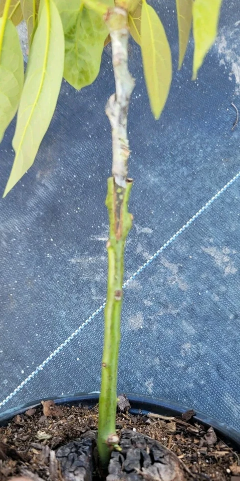 Aguacate Hass (California). Árbol frutal injertado. Persea americana Foto 3 de 4