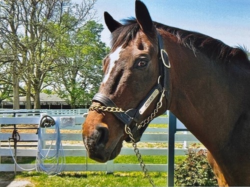 Moneigh print painted by Cigar at the Kentucky Horse Park-not autographed - Picture 3 of 4