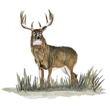 Decal Vinyl Sticker White Tail Buck Made in USA