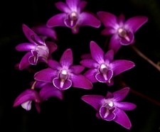 Fragrant Orchid Species Dendrobium kingianum  T.R. Samara  FCC/AOS