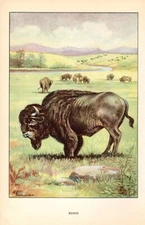 1926 Vintage ANIMALS "BISON" GORGEOUS Full COLOR Art Plate Lithograph print
