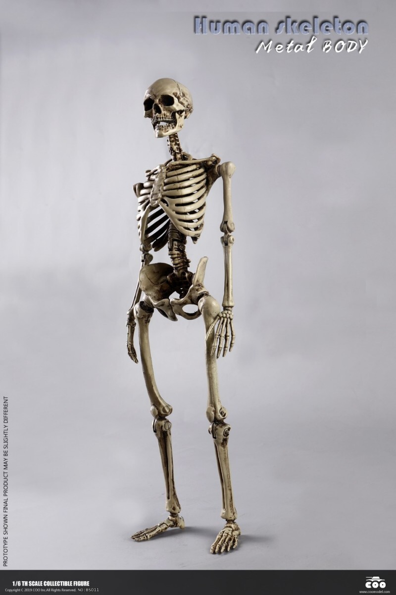 COOMODEL THE HUMAN SKELETON 1/6 DIECAST ALLOY Action Figure 12