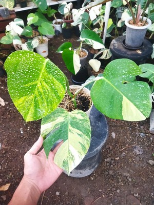 Real Picture Monstera Marmorata Aurea Yellow Variegated 3 Leaves Rare Plant  | eBay