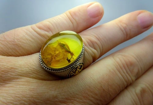 925 Sterling Silver Big Mens Ring w Fossil BRISTLETAIL inclusion in BALTIC AMBER