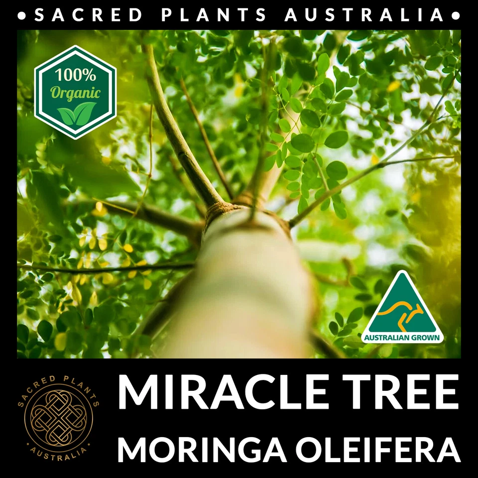 MIRACLE TREE 5 Seeds | Moringa Oleifera Medicinal Drumstick Horseradish Exotic - Image 2 of 4