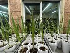 2 Mexican Fan Palm Tree Seedlings 1+ Year Old Washingtonia Robusta