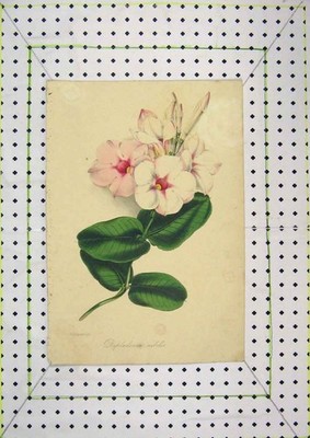 Original alter antiker Druck Farbe rosa Blume Dipladenia nobilis Natur