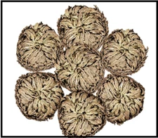 7 Pack Rose of Jericho Dried Plants - Rosa de Jerico Original, Dried Fern Like