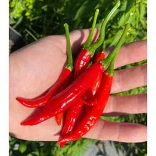 Calabrian Pepper Seeds (30) / HOT ITALIAN PEPPER / ORGANIC / FL GROWN