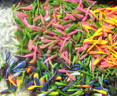 50ct ASSORTMENT 2'' STINGER SHAD GRUBS Crappie Fishing Lures Perch Quiver Tail