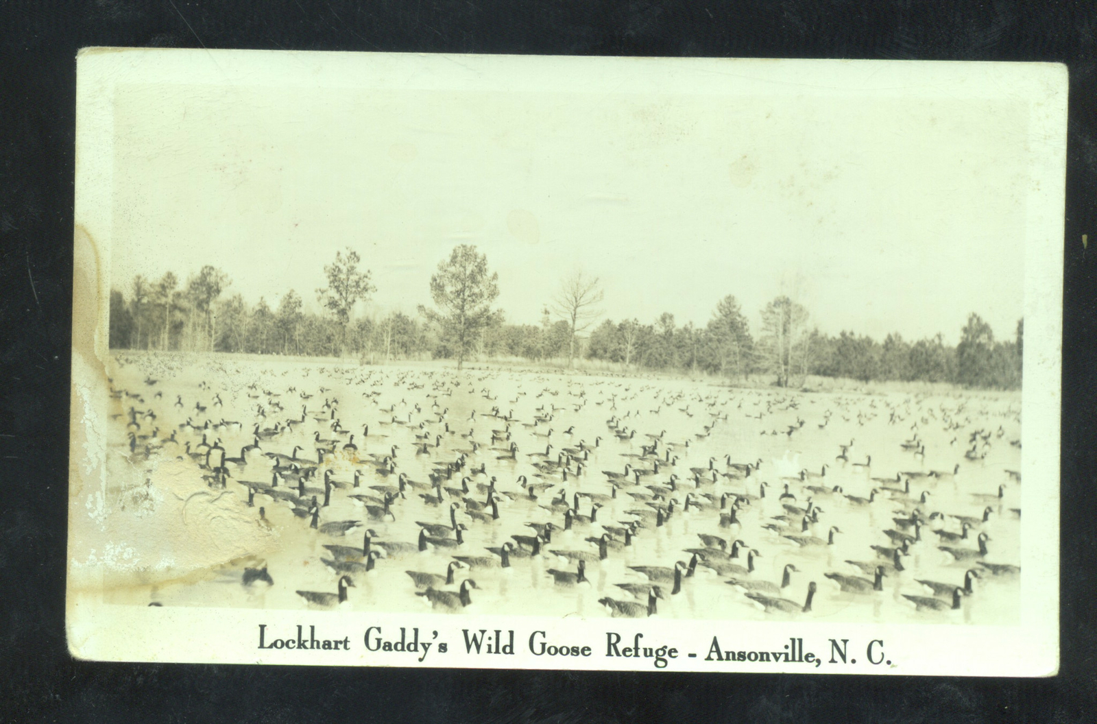 RPPC ANSONVILLE NORTH CAROLINA NC WILD GOOSE REFUGE REAL PHOTO POSTCARD