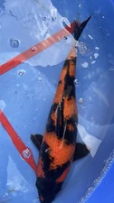 Live koi hi Utsuri -13”. ( Female)