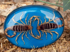 Women Men Real DUAL Scorpion Belt Buckle Western Cowboy Hecho en Mexico Vintage