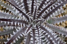 Dyckia brittle star| 17cm potted plant | Bromeliad