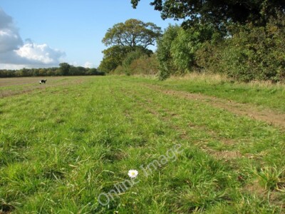Photo 6x4 Solitary oxeye daisy on the footpath to Hales Brundish/TM3995  c2010