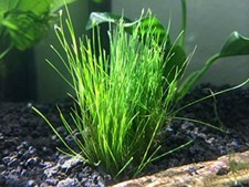 Dwarf Hair Grass Eleocharis Parvula Clump Aquarium Plants BUY 2 GET 1 FREE  
