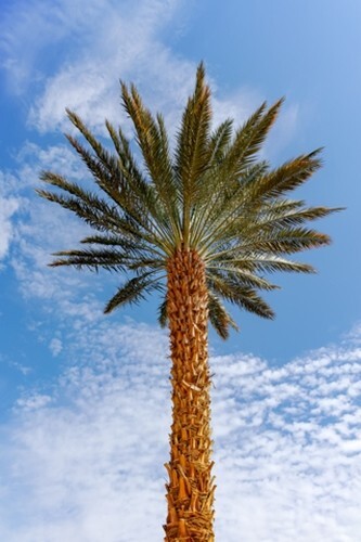 Phoenix dactylifera (Date Palm) - 10 seeds