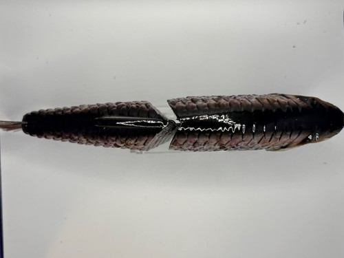 TYG Silencer Glide bait swimbait custom 7 inch 4 pack Glide baits NEW KGB - Picture 3 of 11