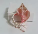 One Half Cut Slice Pink Murex Shells Seashells 3 1/4" - 3 1/2"