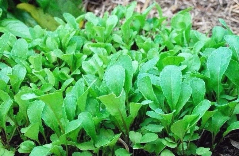 Roquette Arugula Seeds, Rocket, Colewort, Slow Bolt, NON-GMO, FREE SHIPPING - Image 2 of 2