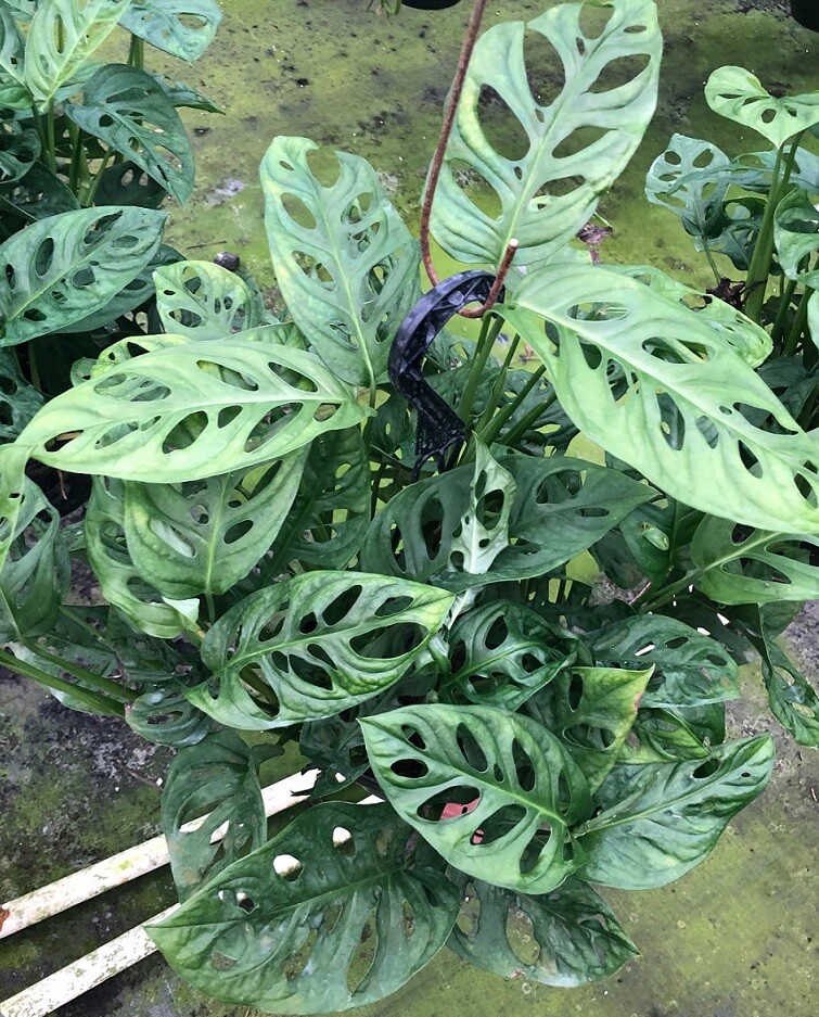 Get Combo 1 Monstera Swiss Cheese Plant And 1 Neon Pothos For Sale For Android Get Wallpaper Combo 1 Monstera Swiss Cheese Plant And 1 Neon Pothos For Sale Free