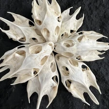 Taxidermy Animal Skulls/ Real Animal Exfoliate Specimen/ Real Bone Decoration