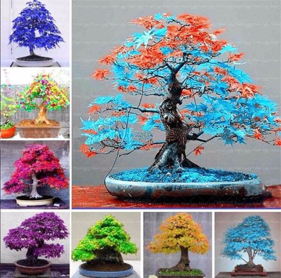 Bonsai Seeds Tree Plant Potted Japanese Maple Flower Purifier Garden Decor 50pcs