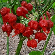 2 Red Carolina Reaper Pepper Chili Live Plants, Vegetable Plant