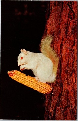 Olney Illinois White Squirrel Postcard Spieth Studio Corn on Tree Unused 51314-B