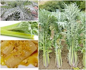 Cardo blanco comestible Cardo blanco comestible