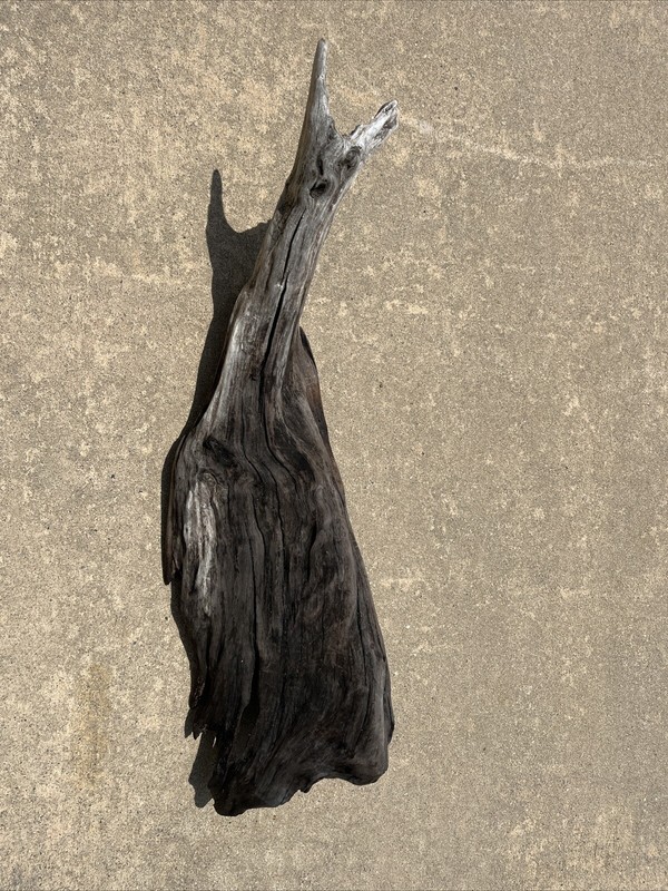 Driftwood Taxidermy Terrarium House Decor 30x8