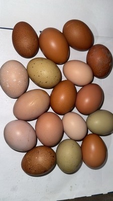 6 (SIX) Fertile chicken Hatching Eggs.  Rainbow-Olive, Moss, Chocolate, ice blue