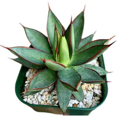 7CM Succulent Agave Plant Agave Burnt Burgundy Agavaceae Home Garden Beautiful