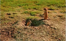 Prairie Dog Related to Squirrel Postcard Unused (33707)