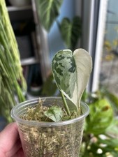 Scindapsus Mayari Established Prop. Variegated Leaves. Climbing Or Trailing.