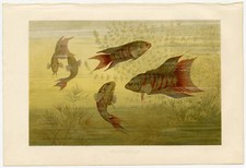 Makropode Paradiesfisch Grossflosser antike Bildtafel Chromolithographie ca 1890