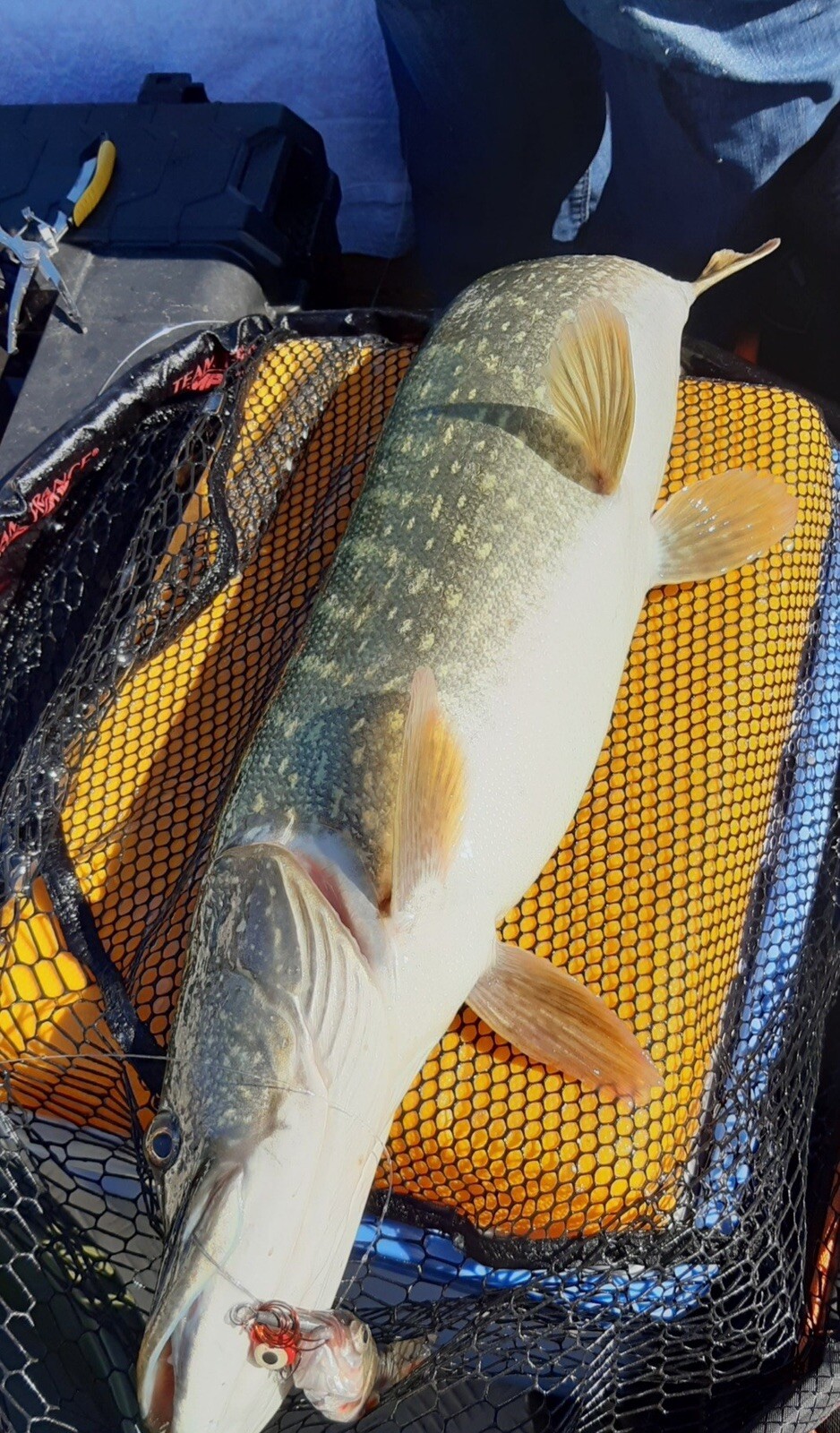 Monture poisson mort manié en acier inoxydable pour pêche des carnassiers