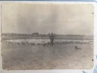 old photo flock of sheep and its shepherd albumin early 1900s