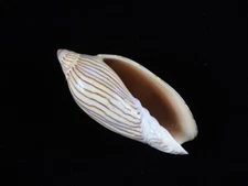 Sea shell Amoria ellioti 69mm ID#9036
