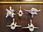 CLEAN Lot of 5 Large Bull Elk Vertabrae Spine Bones - Western Oregon — photo 1