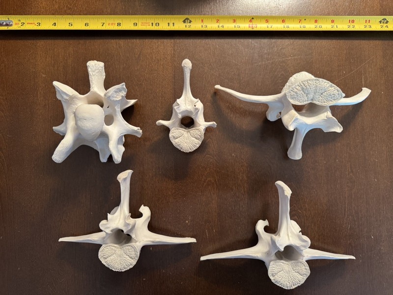 CLEAN Lot of 5 Large Bull Elk Vertabrae Spine Bones - Western Oregon