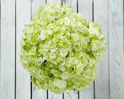 Fresh Natural Cut Hydrangea White 10 Stems - Make your own bouquet - DIY