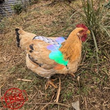 HOUGXD Chicken Saddle Hen Apron Protector Black White Yellow