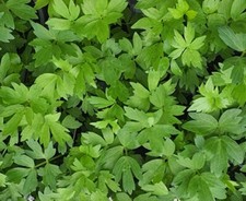 Lovage Herb plant 9cm Pots  multi discount