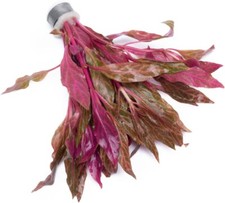 Alternanthera Reineckii Rosanervig Live Aquarium Red Stem Plants for Fish Tanks