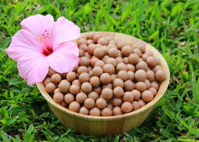In Shell Macadamia Nuts Fresh from Hawaii (11 pounds)
