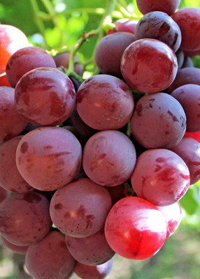 1.000+ Red Globe Grape Seedss (Vitis vinifera) For Planting